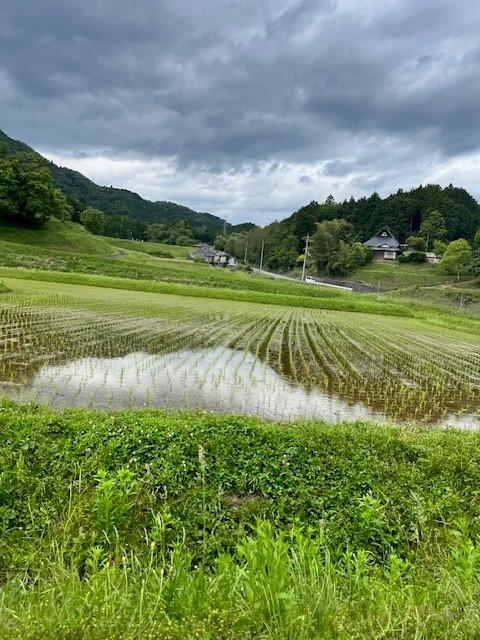田んぼの画像