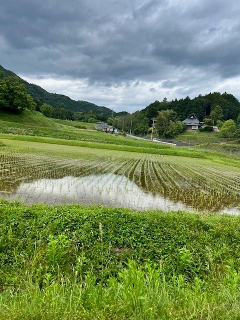 田んぼの画像